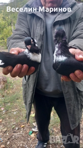 Продавам шуменски гълъби , снимка 8 - Гълъби - 52011901