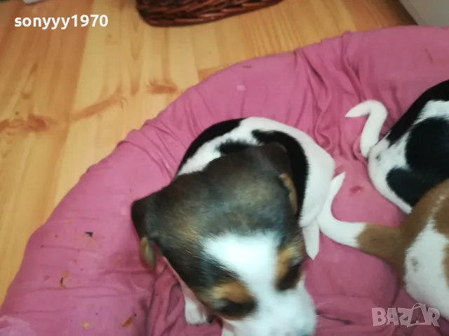 БЕБЕ ДЖАК 250ЛВ ЗА ЕДНО 0402251938, снимка 12 - Джак ръсел териер - 48968353