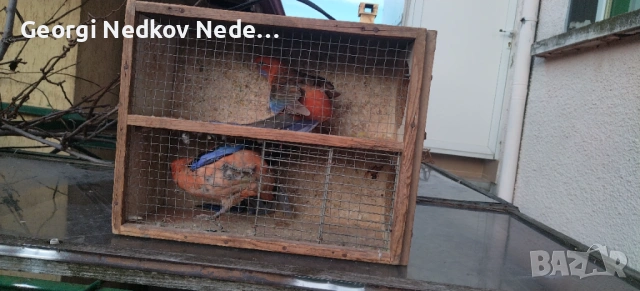 Чифт оранжеви пенанти, снимка 4 - Папагали - 53025313