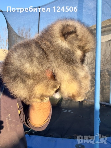 Померан мини померанче, снимка 2 - Померан - 52630770