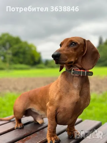 Дакел рубин, снимка 4 - Дакели - 49659227