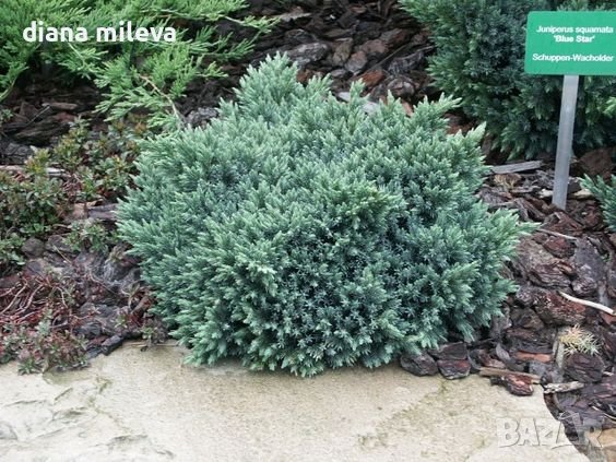 Juniperus squamata 'Blue Star', Хвойна Синя Звезда, снимка 2 - Градински цветя и растения - 39479257