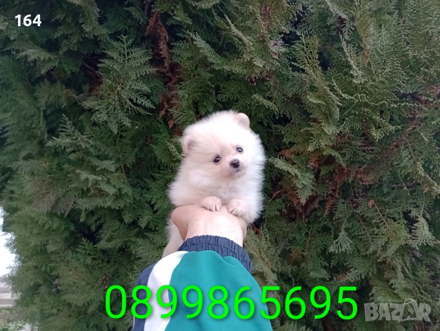 Женски Померани. Реални снимки от 22.12.25 г, снимка 6 - Померан - 52829028