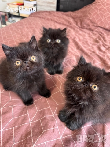 Персийси котенца