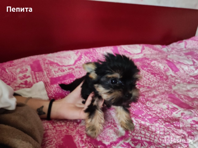 Мини йоркширски териер, снимка 3 - Йоркширски териер - 52514508