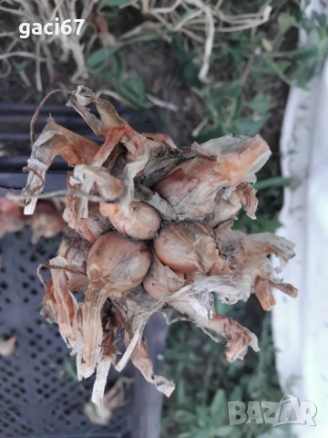 Семена домати и други зеленчуци , снимка 18 - Сортови семена и луковици - 51342295