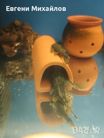 Анцитруси , снимка 6 - Рибки - 53056690