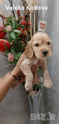 чистокръвни Кокер Шпаньоли, снимка 6 - Кокер шпаньол - 52971701