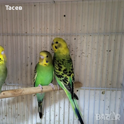 Вълнисти папагали, снимка 1