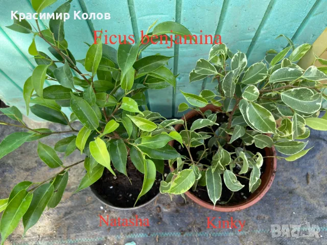 Фикуси различни видове, декоративни растения , снимка 3 - Стайни растения - 47848622
