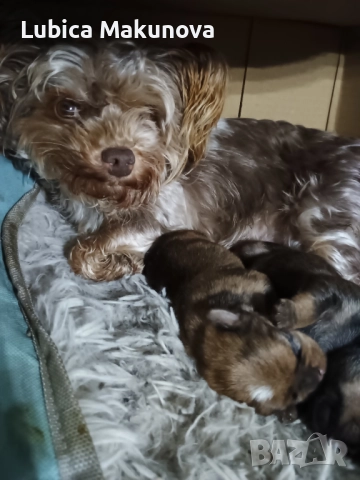 Jorkšir x Mopsik, снимка 2 - Йоркширски териер - 52815160