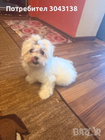 Мини малтийска болонка 