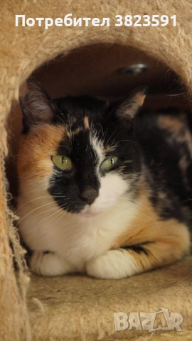 Търсим дом на женско котенце с направени ваксини, паспорт и изследвания, снимка 17 - Други - 52398990