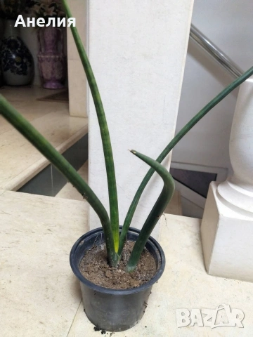 Тръбеста сансевиера