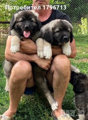 Кавказка овчарка, снимка 1