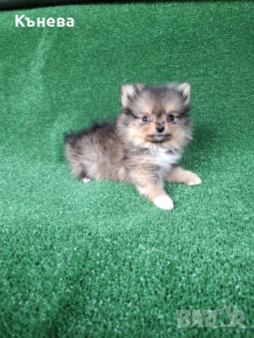 Померан, снимка 1