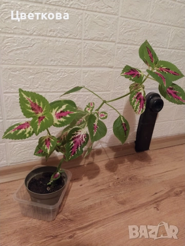 5 различни копривки + отстъпка и подарък, снимка 1