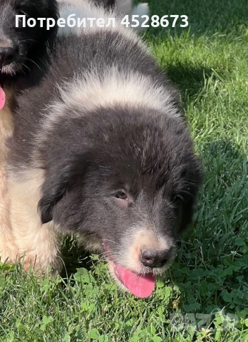 Продавам малки кутрета., снимка 1