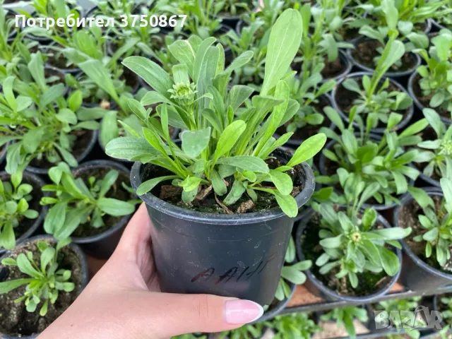 💜🩷💜 МНОГОГОДИШНА АЛПИЙСКА АСТРА
 /Aster alpinus/ 💜🩷💜, снимка 8 - Градински цветя и растения - 49778130