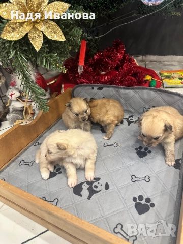 Померан/шпиц, снимка 6 - Померан - 52805951