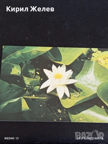 Четири пощенски картички МЕДОВА ПЕРУНИКА, СТРАНДЖАНСКА ЗВЪНИКА,ВОДНА ЛИЛИЯ 26474, снимка 12 - Филателия - 51697755