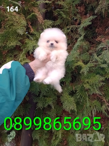 Женски мини Померан. Реални снимки !, снимка 3 - Померан - 52847976