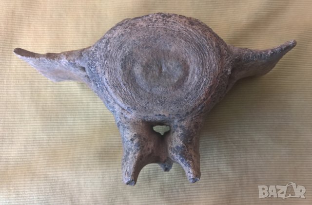 Фосил, прешлен от праисторически кит, снимка 2 - Други ценни предмети - 43285802