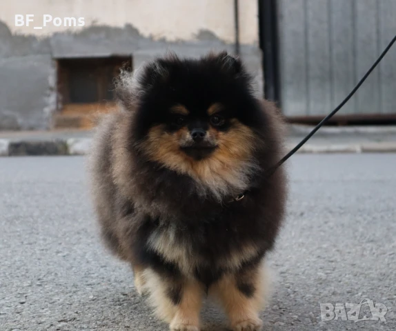 Уникално момиченце померан с родословие FCI, снимка 10 - Померан - 49781261