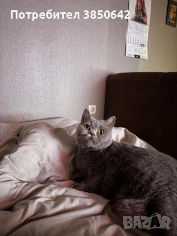 Британска котка 