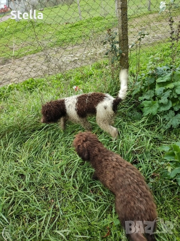 Продавам куче Лагото Романьоло , снимка 2 - Други - 52903881