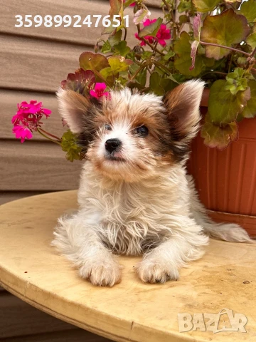 Йоркширски териер бивър, снимка 1