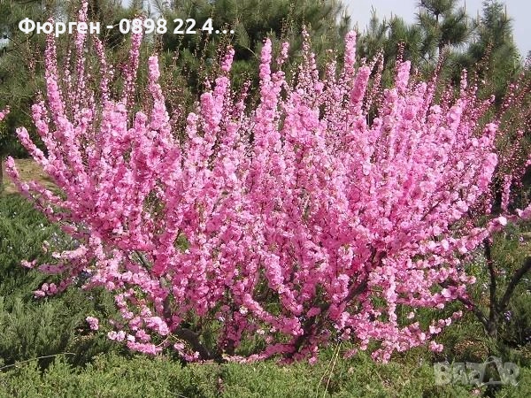 Бадем - Фиданки, снимка 5 - Разсади - 52715416