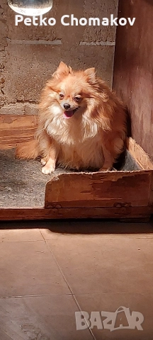 померан, снимка 8 - Померан - 52593351