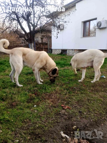 Турски Кангал , снимка 3 - Кангал - 52839191