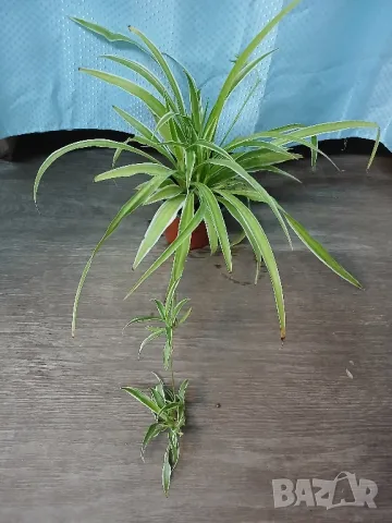 Хлорофитум