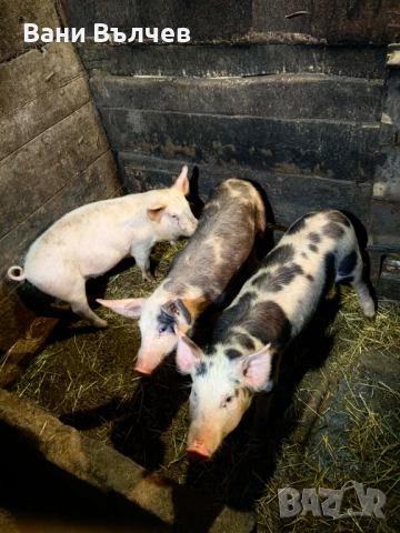 Продавам прасенца, снимка 2 - Прасета - 50596708