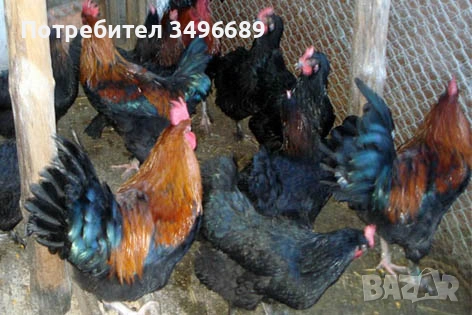 Продавам Кокошки и Петли