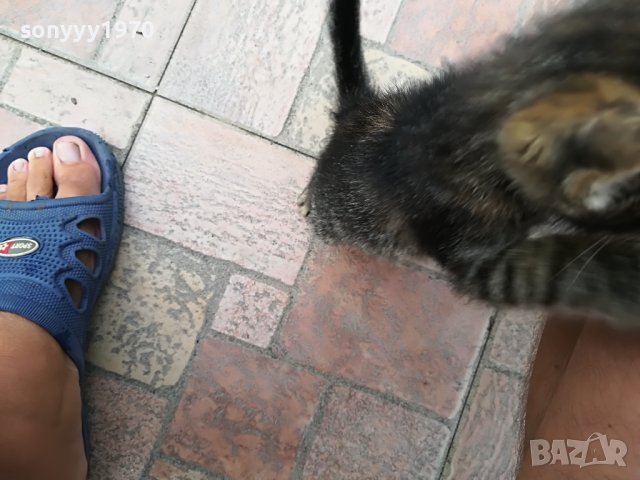 КОТЕ МЯУ МЪР ИВОНКА ВИДИН 0509221551, снимка 17 - Други - 37908082