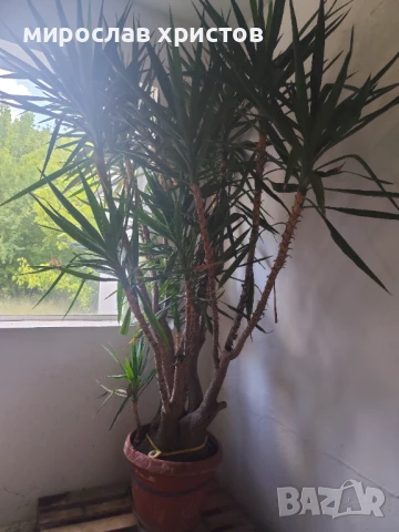 Палма Юка , снимка 2 - Стайни растения - 51019778