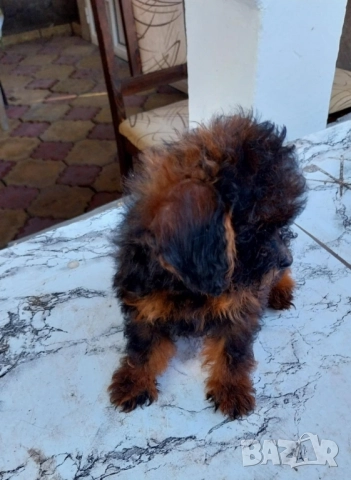 Той Пудел Мини Пудел, снимка 6 - Пудели - 51751120