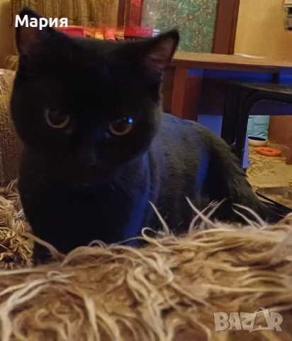Черни британски котенца , снимка 3 - Британска късокосместа - 50832276