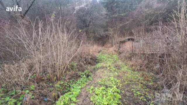 Имот в село Голема Раковица, снимка 4 - Парцели - 49638435