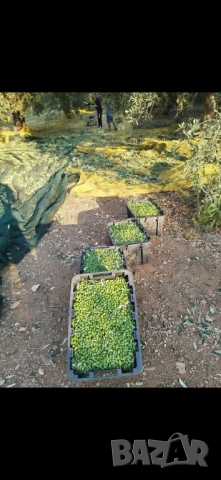 Зехтинът вече има име и лице. 🥇 FAGITAKI – екстра върджин зехтин от Гърция  , снимка 10 - Други - 52914743