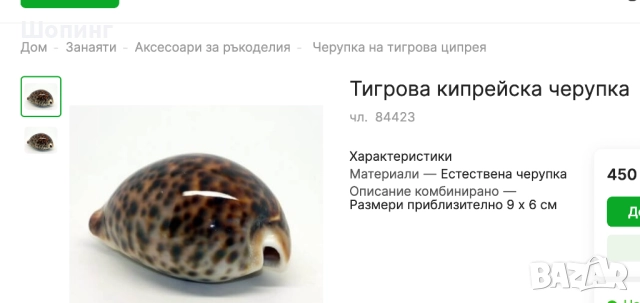 Морска раковина Тигрова Ципрея, снимка 7 - Декорация за дома - 51440651