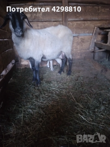 Овце, снимка 2 - Овце - 52926194