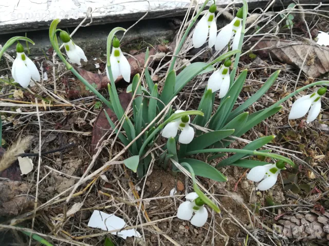 САКСИЯ С КОКИЧЕТА И ЛУКОВИЦИ 1402252234, снимка 3 - Градински цветя и растения - 49132909