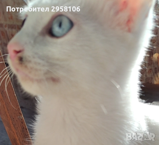 котенца бели,4 мес