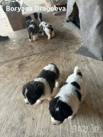 Каракачани, снимка 4 - Каракачанска овчарка - 46469229