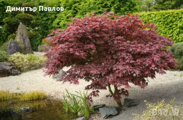 acer palmatum atropurpureum, снимка 1 - Градински цветя и растения - 48082712