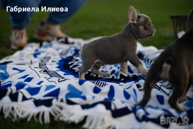 Чистокръвни френски булдочета, снимка 9 - Френски булдог - 52425579